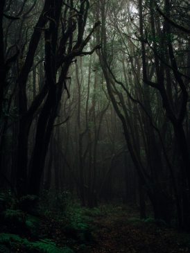 forest-photography-1671325